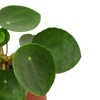 Pilea Peperomioides Chinese Money Plant | Easy Care Coin-Shaped Leaves | House Plant Shop