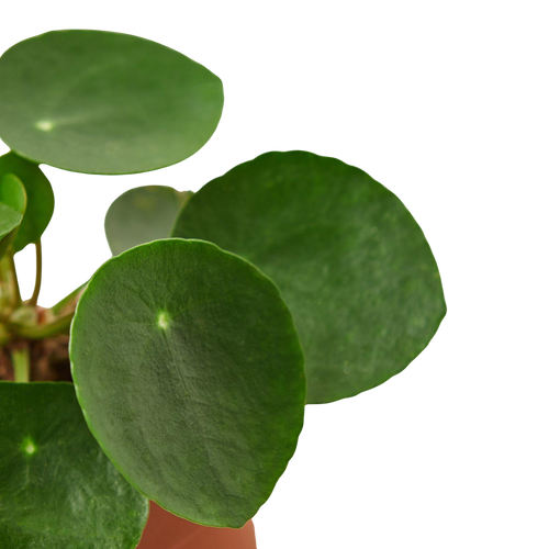 Pilea Peperomioides Chinese Money Plant | Easy Care Coin-Shaped Leaves | House Plant Shop