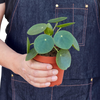 Pilea Peperomioides Chinese Money Plant | Easy Care Coin-Shaped Leaves | House Plant Shop