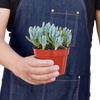 Blue Chalk Stick