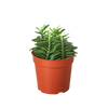 Devil's Backbone Euphorbia
