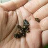 Bladder Snails 10+ Pack