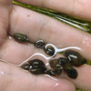 Bladder Snails 10+ Pack