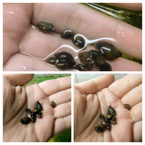 Bladder Snails 10+ Pack