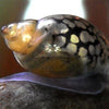 Bladder Snails 10+ Pack