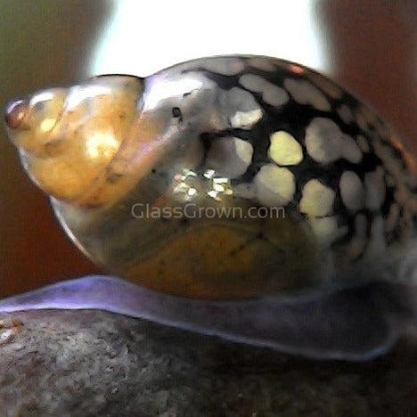Bladder Snails 10+ Pack
