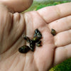 Bladder Snails 10+ Pack