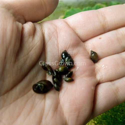 Bladder Snails 10+ Pack