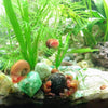 Colorful Ramshorn 10+ Snails