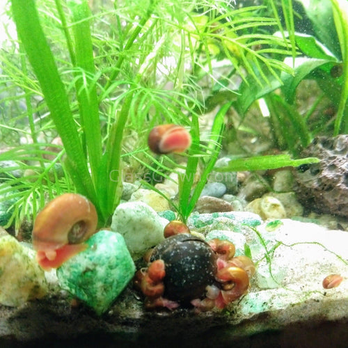Colorful Ramshorn 10+ Snails
