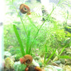 Colorful Ramshorn 10+ Snails