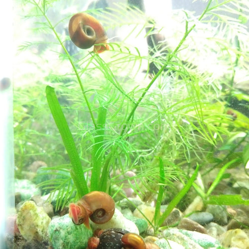 Colorful Ramshorn 10+ Snails
