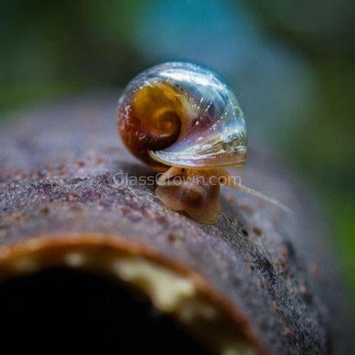 Colorful Ramshorn 10+ Snails