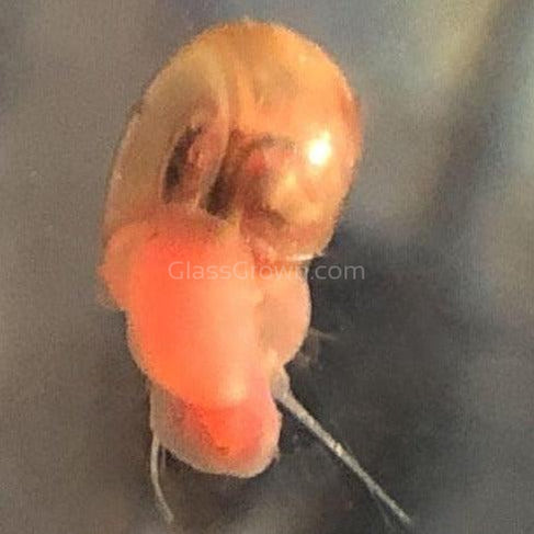 Colorful Ramshorn 10+ Snails