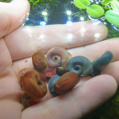 Colorful Ramshorn 10+ Snails