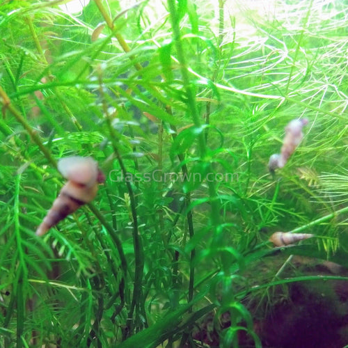 Malaysian Trumpet 10+ Snails