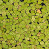 Giant Duckweed 2oz Portion