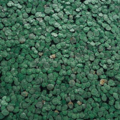 Giant Duckweed 2oz Portion