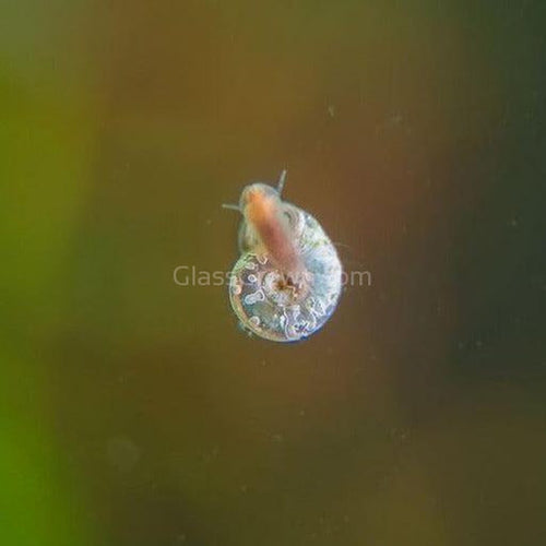 Feeder Snails 100+ Pack