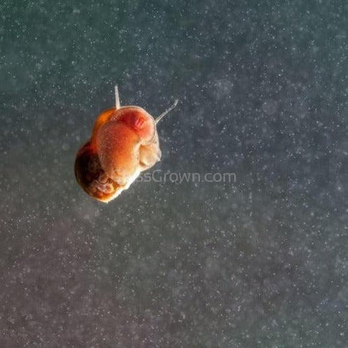 Feeder Snails 100+ Pack