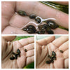 Feeder Snails 100+ Pack