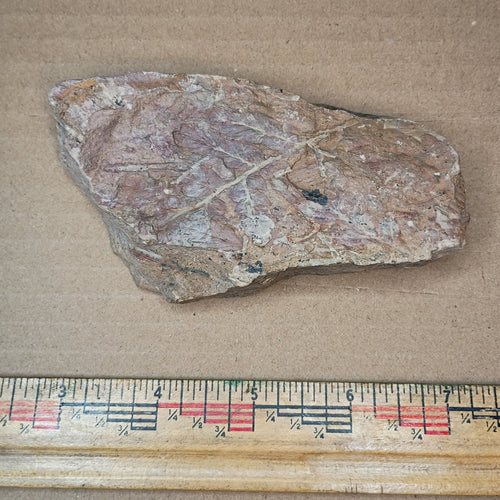 Pennsylvanian Fern Fossil #9-040