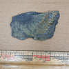 Pennsylvanian Fern Fossil #9-044