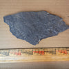 Pennsylvanian Fern Fossil #9-046