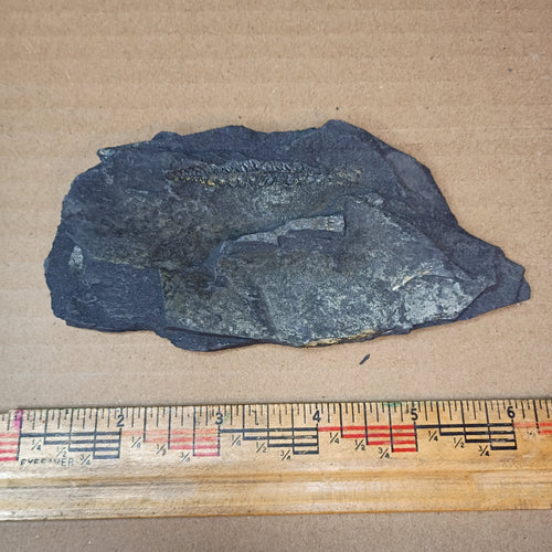 Pennsylvanian Fern Fossil #9-047