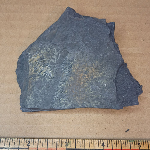 Pennsylvanian Fern Fossil #9-048