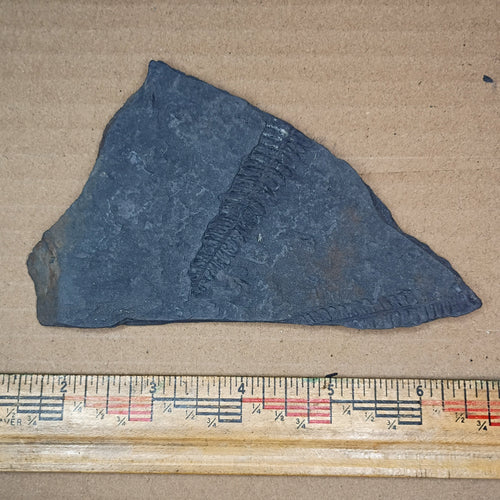 Pennsylvanian Fern Fossil #9-057