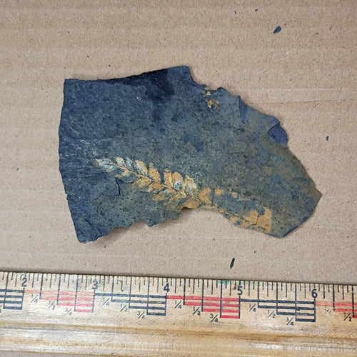 Pennsylvanian Fern Fossil #9-064