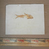 Knightia eocaena - Fish Fossil #010-002