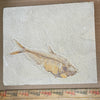 Diplomystus denatus - Fish Fossil #010-005