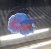 Male Lavender Big Ear Betta