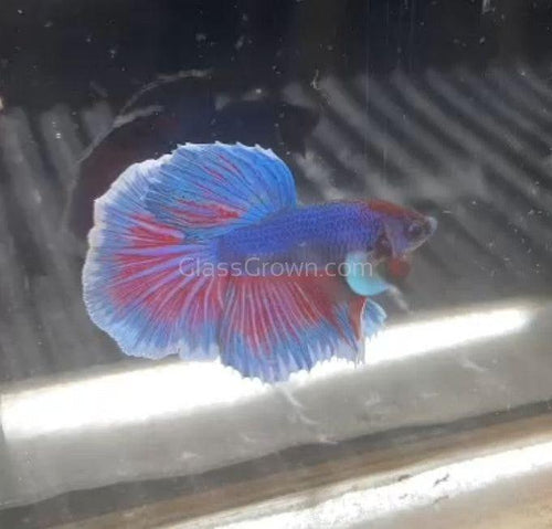 Male Lavender Big Ear Betta