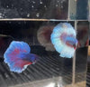 Male Lavender Big Ear Betta