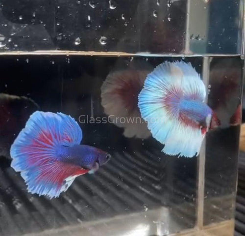 Male Lavender Big Ear Betta