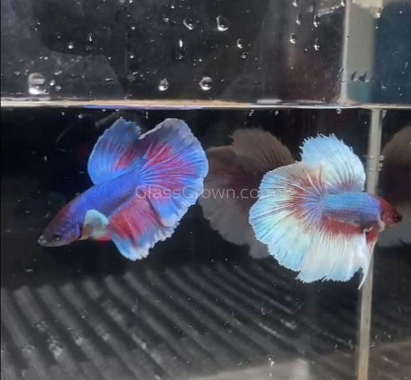 Male Lavender Big Ear Betta