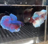 Male Lavender Big Ear Betta