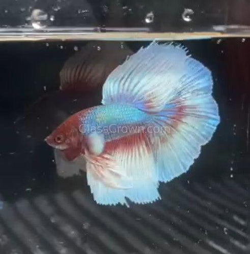 Male Lavender Big Ear Betta