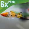 Koi Sanke Swordtail 6 Pack