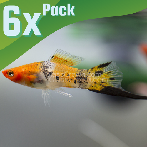 Koi Sanke Swordtail 6 Pack