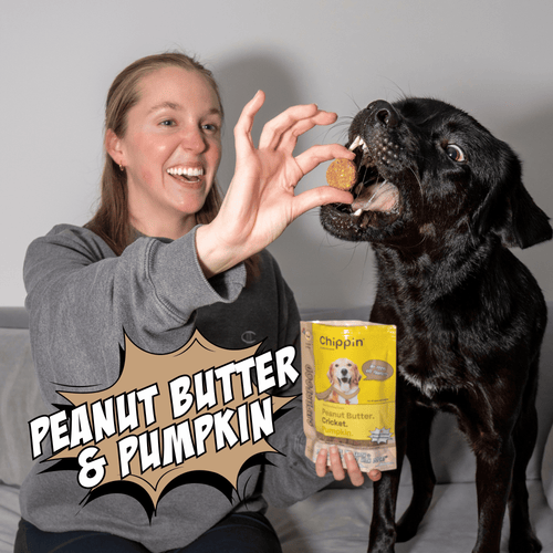 Crunchy Dog Biscuit Variety Bundle, 4-Pack