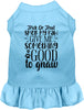 Good to Gnaw Halloween Pet Dress