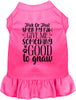 Good to Gnaw Halloween Pet Dress