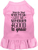 Good to Gnaw Halloween Pet Dress