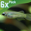 Norman's Lampeye Killifish 6x