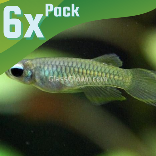 Norman's Lampeye Killifish 6x