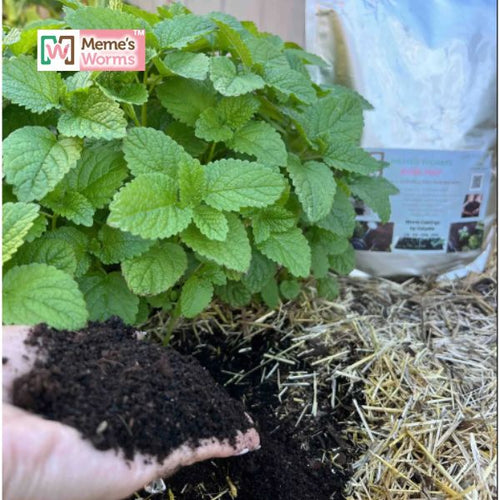 Earthworm Castings For Sale